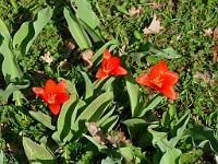  (C) 2009 by G. Doczkal, 
Tulpen, 
48.839195°N/8.380850°E, 1.22  Km von Freiolsheim, Baden-Württemberg, Germany