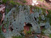  (C) 2009 by G. Doczkal, 
Flechten, 
48.827385°N/8.369778°E, 1.88  Km von Michelbach, Baden-Württemberg, Germany
