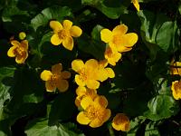  (C) 2009 by G. Doczkal, 
Sumpfdotterblumen, 
48.818542°N/8.379213°E, 2.24  Km von Bernbach, Baden-Württemberg, Germany