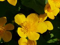  (C) 2009 by G. Doczkal, 
Sumpfdotterblume, 
48.818542°N/8.379213°E, 2.24  Km von Bernbach, Baden-Württemberg, Germany