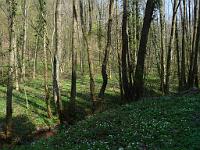  (C) 2009 by G. Doczkal, 
Frühlingswald, 
48.819668°N/8.380190°E, 2.10  Km von Bernbach, Baden-Württemberg, Germany
