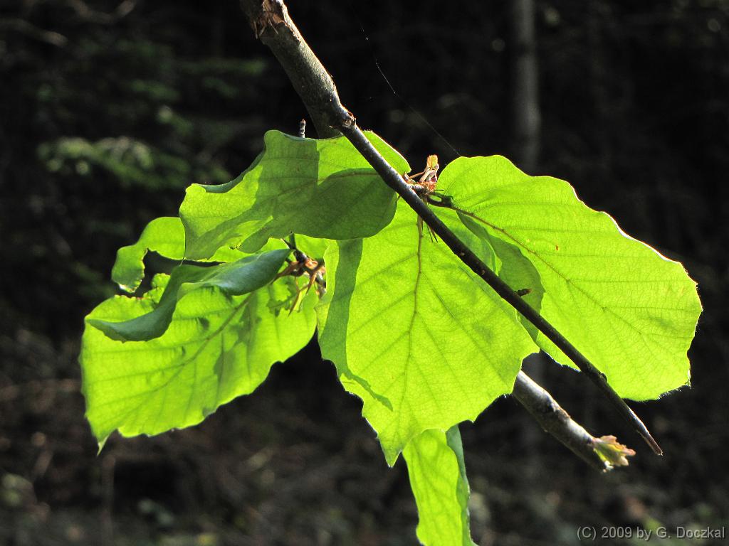 20090502-095822-18