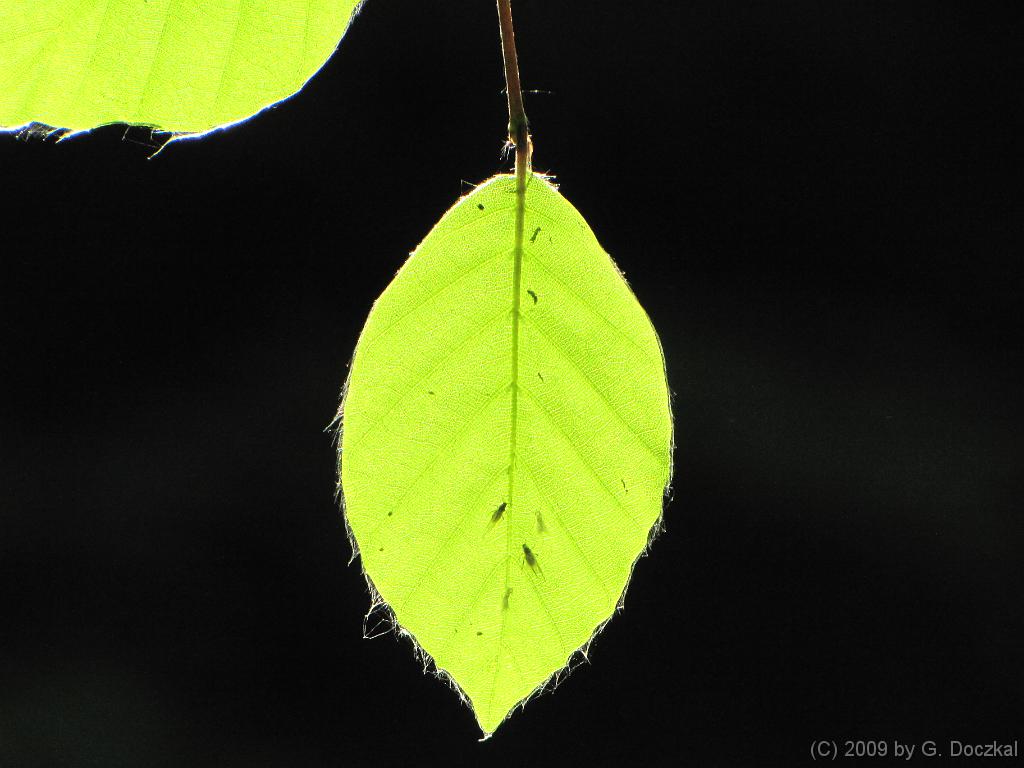 20090502-104804-45