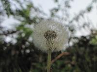  (C) 2009 by G. Doczkal, 
Pusteblume, 
48.83272°N/8.36667°E, 2.16  Km von Michelbach, Baden-Württemberg, Germany