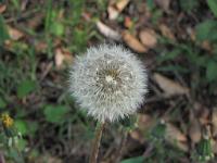  (C) 2009 by G. Doczkal, 
Pusteblume, 
48.83272°N/8.36667°E, 2.16  Km von Michelbach, Baden-Württemberg, Germany