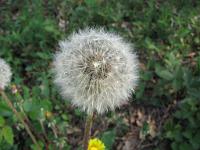  (C) 2009 by G. Doczkal, 
Pusteblume, 
48.83272°N/8.36667°E, 2.16  Km von Michelbach, Baden-Württemberg, Germany