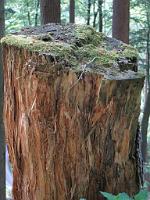  (C) 2009 by G. Doczkal, 
Baumstumpf, 
48.82911°N/8.37681°E, 1.76  Km von Bernbach, Baden-Württemberg, Germany