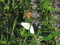  (C) 2009 by G. Doczkal, 
Schmetterling auf Nesselblüte, 
48.82899°N/8.37863°E, 1.64  Km von Moosbronn, Baden-Württemberg, Germany
