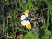  (C) 2009 by G. Doczkal, 
Schmetterling auf Nesselblüte, 
48.82899°N/8.37863°E, 1.64  Km von Moosbronn, Baden-Württemberg, Germany