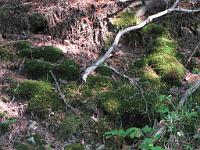  (C) 2009 by G. Doczkal, 
Moospolster, 
48.825512°N/8.384901°E, 1.41  Km von Moosbronn, Baden-Württemberg, Germany