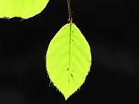  (C) 2009 by G. Doczkal, 
Blatt im Gegenlicht, 
48.82402°N/8.39592°E, 1.08  Km von Bernbach, Baden-Württemberg, Germany