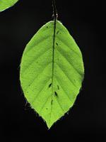 (C) 2009 by G. Doczkal, 
Blatt im Gegenlicht, 
48.82402°N/8.39592°E, 1.08  Km von Bernbach, Baden-Württemberg, Germany