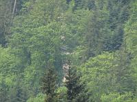  (C) 2009 by G. Doczkal, 
Blick zur Wasenhütte, 
48.82302°N/8.40207°E, 1.16  Km von Bernbach, Baden-Württemberg, Germany