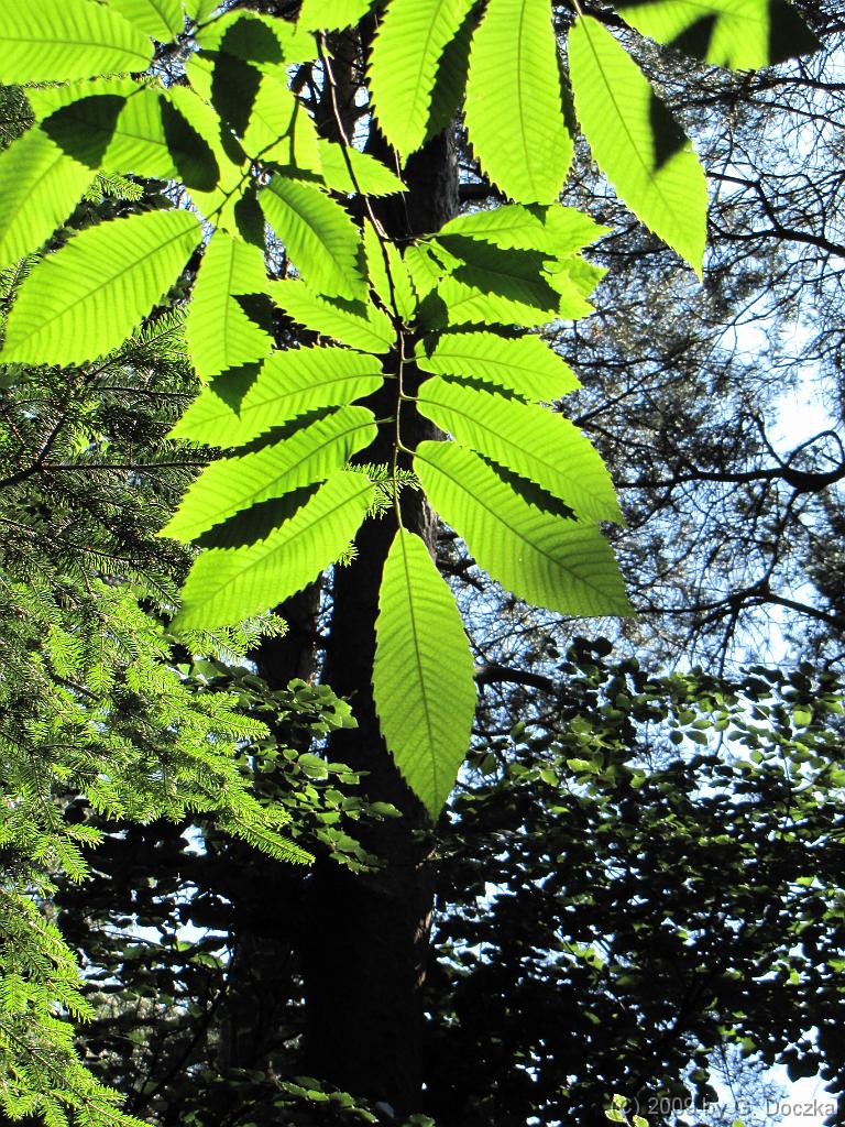 20090613-162316-82