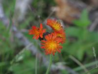  (C) 2009 by G. Doczkal, 
Blüten, 
Laufenübel bei Loffenau, Baden-Württemberg, Germany