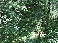  (C) 2009 by G. Doczkal, 
Blick ins Laufbachtal, 
Großes Loch bei Loffenau, Baden-Württemberg, Germany