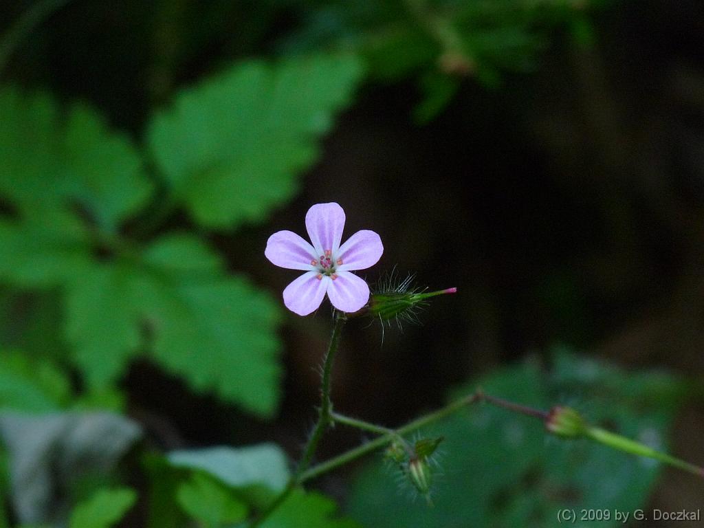 20090801-100738-8
