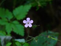  (C) 2009 by G. Doczkal, 
Blüte, 
48.833645°N/8.364491°E, 2.17  Km von Michelbach, Baden-Württemberg, Germany
