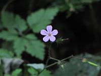  (C) 2009 by G. Doczkal, 
Blüte, 
48.833504°N/8.364697°E, 2.16  Km von Michelbach, Baden-Württemberg, Germany
