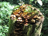  (C) 2009 by G. Doczkal, 
Pilze, 
48.833359°N/8.364391°E, 2.13  Km von Michelbach, Baden-Württemberg, Germany