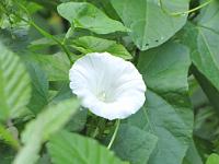  (C) 2009 by G. Doczkal, 
Windenblüte, 
48.823658°N/8.343826°E, 0.90  Km von Michelbach, Baden-Württemberg, Germany