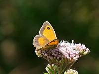  (C) 2009 by G. Doczkal, 
Schmetterling, 
48.820538°N/8.343080°E, 0.66  Km von Michelbach, Baden-Württemberg, Germany