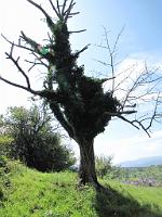  (C) 2009 by G. Doczkal, 
Alter Baum, 
48.820633°N/8.354956°E, 0.57  Km von Michelbach, Baden-Württemberg, Germany