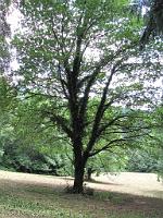  (C) 2009 by G. Doczkal, 
Baum, 
48.829655°N/8.363600°E, 1.75  Km von Michelbach, Baden-Württemberg, Germany