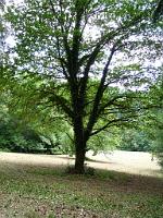  (C) 2009 by G. Doczkal, 
Baum, 
48.829655°N/8.363600°E, 1.75  Km von Michelbach, Baden-Württemberg, Germany