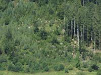  (C) 2009 by G. Doczkal, 
Felsen im Tonbachtal, 
Holzmacherrundweg bei Tonbach, Baden-Württemberg, Germany