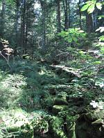  (C) 2009 by G. Doczkal, 
Bachlauf, 
Holzmacherrundweg bei Tonbach, Baden-Württemberg, Germany