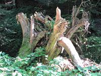  (C) 2009 by G. Doczkal, 
Alter Baumstumpf, 
Holzmacherrundweg bei Tonbach, Baden-Württemberg, Germany