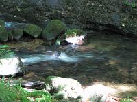  (C) 2009 by G. Doczkal, 
Stromschnellen, 
Holzmacherrundweg bei Tonbach, Baden-Württemberg, Germany