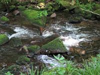 (C) 2009 by G. Doczkal, 
Stromschnellen, 
Holzmacherrundweg bei Tonbach, Baden-Württemberg, Germany
