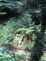  (C) 2009 by G. Doczkal, 
Neues Leben, 
Holzmacherrundweg bei Tonbach, Baden-Württemberg, Germany