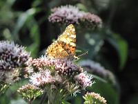  (C) 2009 by G. Doczkal, 
Schmetterling, 
48.564846°N/8.344707°E, 1.70  Km von Eichberg, Baden-Württemberg, Germany