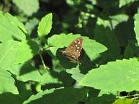  (C) 2009 by G. Doczkal, 
Schmetterling, 
48.835449°N/8.357121°E, 2.15  Km von Michelbach, Baden-Württemberg, Germany