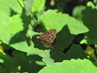  (C) 2009 by G. Doczkal, 
Schmetterling, 
48.835449°N/8.357121°E, 2.15  Km von Michelbach, Baden-Württemberg, Germany