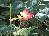  (C) 2009 by G. Doczkal, 
Buntes Blatt, 
48.833946°N/8.358129°E, 2.01  Km von Michelbach, Baden-Württemberg, Germany