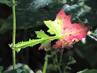  (C) 2009 by G. Doczkal, 
Buntes Blatt, 
48.833946°N/8.358129°E, 2.01  Km von Michelbach, Baden-Württemberg, Germany