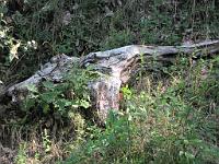  (C) 2009 by G. Doczkal, 
Alte Wurzel, 
48.833340°N/8.358544°E, 1.96  Km von Michelbach, Baden-Württemberg, Germany