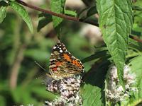  (C) 2009 by G. Doczkal, 
Schmetterling, 
48.698227°N/8.213959°E, 1.04  Km von Büchelbach, Baden-Württemberg, Germany