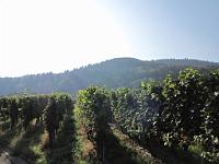  (C) 2009 by G. Doczkal, 
Weinberg im Morgenlicht, 
48.718044°N/8.183520°E, 0.15  Km von Schneckenbach, Baden-Württemberg, Germany