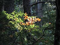  (C) 2009 by G. Doczkal, 
Herbstlaub, 
48.708904°N/8.180875°E, 0.88  Km von Schneckenbach, Baden-Württemberg, Germany