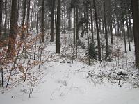  (C) 2010 by G. Doczkal, 
Winterwald, 
48.833763°N/8.364215°E, 2.17  Km von Michelbach, Baden-Württemberg, Germany