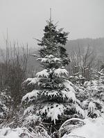 (C) 2010 by G. Doczkal, 
Winterkleid, 
48.836140°N/8.362659°E, 2.16  Km von Freiolsheim, Baden-Württemberg, Germany