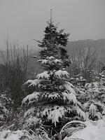  (C) 2010 by G. Doczkal, 
Winterkleid, 
48.836140°N/8.362659°E, 2.16  Km von Freiolsheim, Baden-Württemberg, Germany
