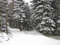  (C) 2010 by G. Doczkal, 
Winterwald, 
48.838337°N/8.349988°E, 2.41  Km von Michelbach, Baden-Württemberg, Germany