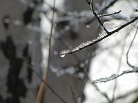 (C) 2010 by G. Doczkal, 
Winterimpressionen, 
48.879772°N/8.299013°E, 1.85  Km von Muggensturm, Baden-Württemberg, Germany