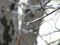  (C) 2010 by G. Doczkal, 
Winterimpressionen, 
48.879772°N/8.299013°E, 1.85  Km von Muggensturm, Baden-Württemberg, Germany